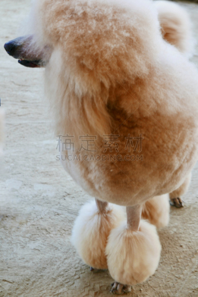 贵宾犬,训服,遛狗师,纯种犬,宠物项圈,受过训练的狗,狗,个人卫生用品,与众不同