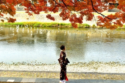 和服,女人,京都府,日本人,鸭川,秋天,中老年女人,仅日本人,仅一个中老年女人,一个人