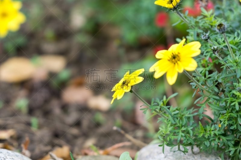 自然,黄色,自然界的状态,野生动物,黄昏,蜂王,草,火箭,蜂蜜,甜食