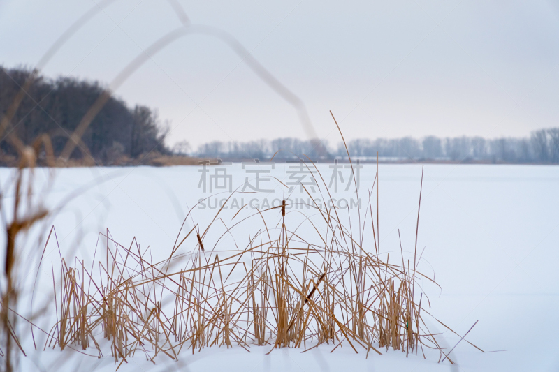 雪,香蒲,背景,芦苇,冬天,干的,气候,寒冷,从容态度,霜