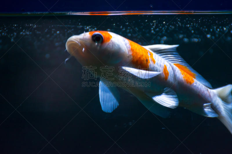 鱼类,金鱼,水族馆,伊乐藻属植物,人工饲养动物,棉,尼泊尔,动物,水下,白色