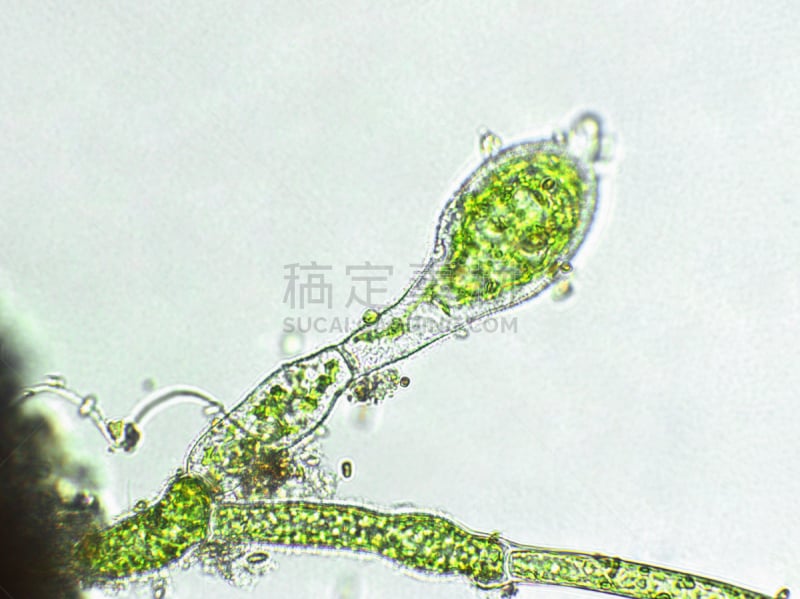 藻类,放大效果,在下面,生物燃料,显微镜,科学实验,生物课,细胞,池塘,细胞核