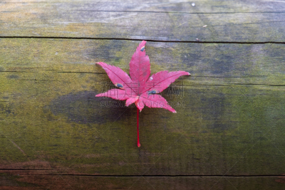 Maple leaf in autumn season in Kyoto, japan