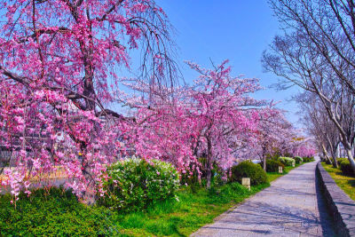 樱桃树,花蕾,散步道,国内著名景点,著名景点,吉野樱花,春天,京都市,京都府,小路