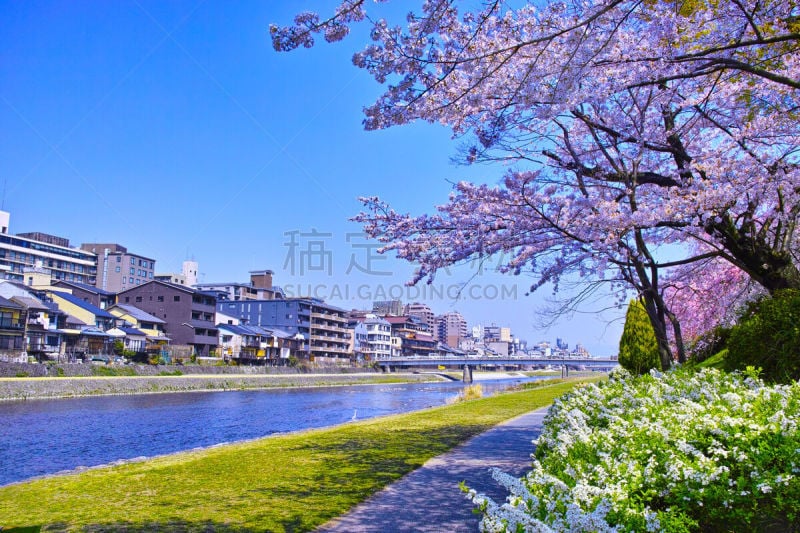 河流,地形,散步道,国内著名景点,著名景点,吉野樱花,春天,京都市,京都府,小路