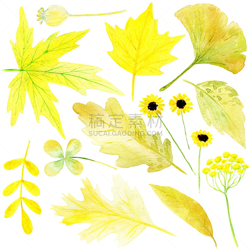 秋天,叶子,涂料,水彩画,黄色,手,季节,组物体,多色的,白色