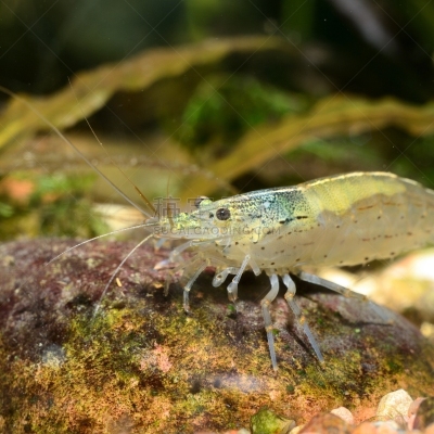 热带气候,水族馆,淡水鱼,虾,热带淡水鱼,淡水,拉脱维亚,人工饲养动物,食品,樱桃