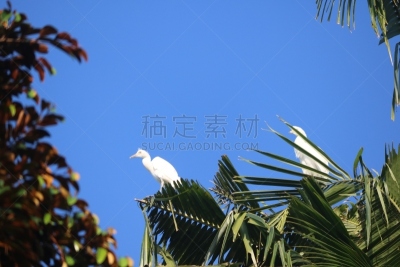 白鹭,印度尼西亚,苍鹭,非凡的,生物学,野生动物,鹭科,自然美,动物,生物学家