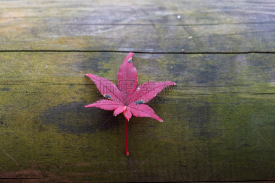 Maple leaf in autumn season in Kyoto, japan