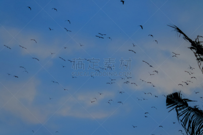 白鹭,印度尼西亚,苍鹭,非凡的,生物学,野生动物,鹭科,自然美,动物,生物学家