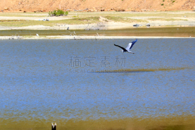 白鹭,印度尼西亚,苍鹭,非凡的,生物学,野生动物,鹭科,自然美,动物,生物学家