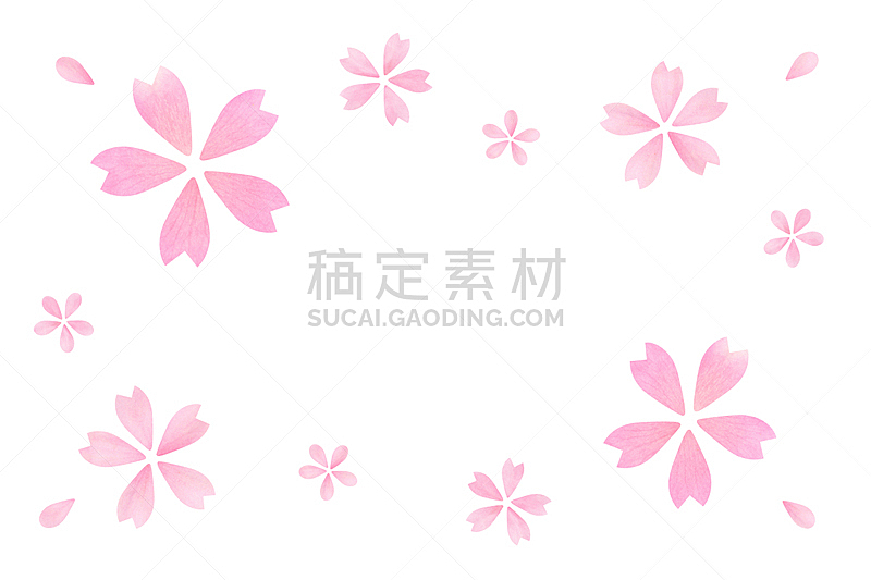 植物,日本,樱花,自然,粉色,花瓣,抽象,白色背景,传统,玫瑰
