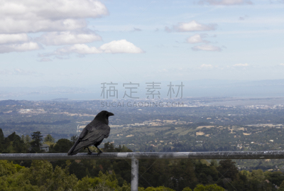 乌鸦,风景,居住区,海湾,旧金山,野生动物,云,加利福尼亚,著名景点,动物