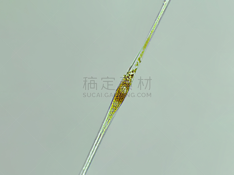 藻类,信笺针,在下面,放大效果,生物燃料,显微镜,科学实验,生物课,细胞,池塘