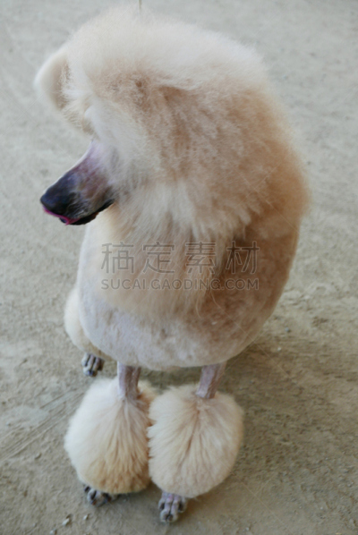 贵宾犬,训服,遛狗师,纯种犬,宠物项圈,受过训练的狗,狗,个人卫生用品,与众不同