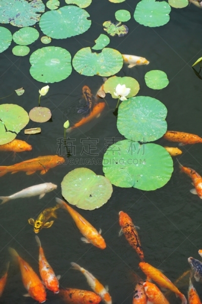池塘,锦鲤,金鱼,自然,垂直画幅,睡莲,防护品,背景,越南,热带气候