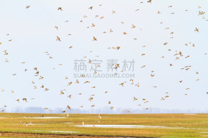 鸟类,斯普林费德,在上面,宾夕法尼亚,野生动物,雪雁,动物,丘陵鹅,背景,户外