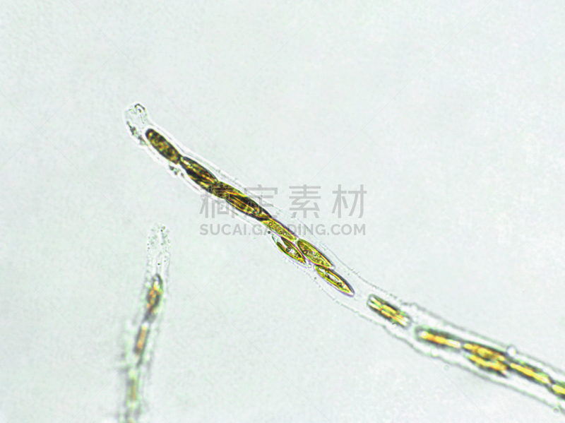 放大效果,在下面,生物燃料,显微镜,科学实验,生物课,细胞,池塘,细胞核,硅藻属