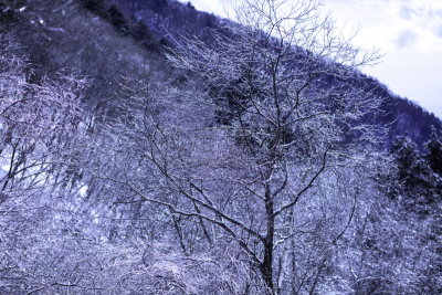 冬天,雪,日本,安静,云,深雪,木制,晴朗,长野城,白色