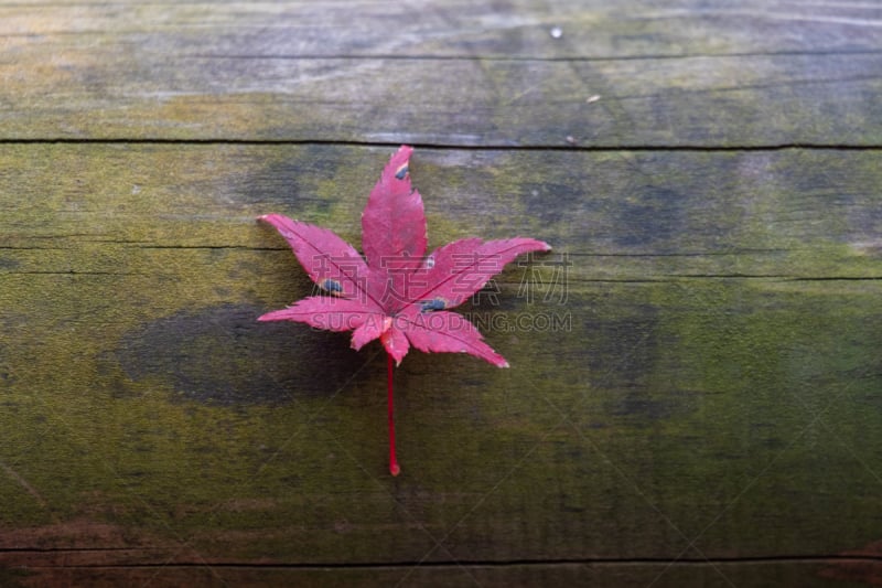 Maple leaf in autumn season in Kyoto, japan