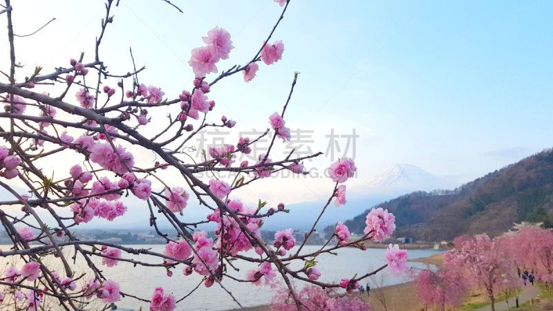 箱根园,湖,富士山,日本,樱花,背景,名古屋,雪,著名景点,春天