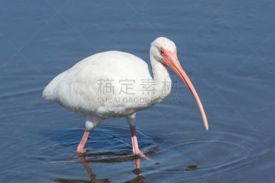白朱鹭,沼泽,自然,格兰德河山谷,图像,池塘,美国,水禽,动物,鸟类