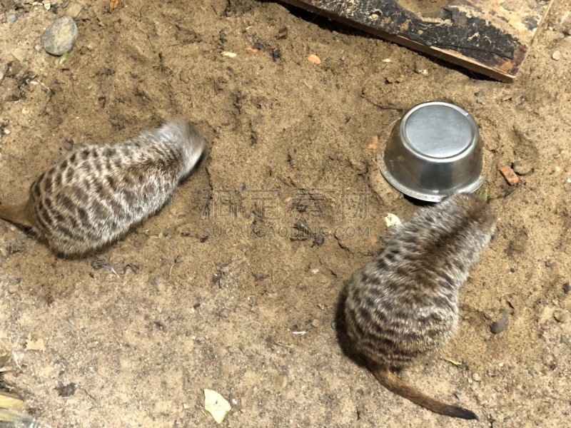动物,熊,野外动物,海岛猫鼬,猴子,可爱的,野生动物,非洲象,狮子,北极熊