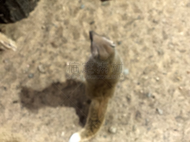 动物,熊,野外动物,海岛猫鼬,猴子,可爱的,野生动物,非洲象,狮子,北极熊