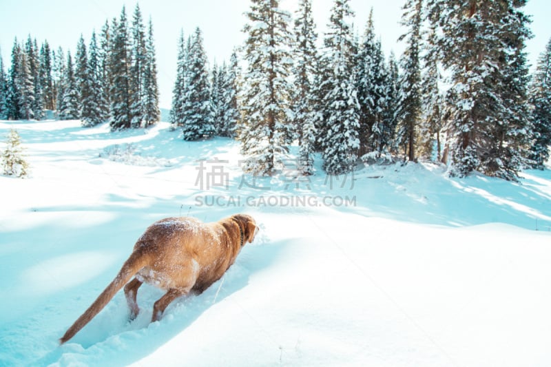 雪,狗,户外,宠物,山,地形,黄色,幸福,拉布拉多犬,越野赛跑