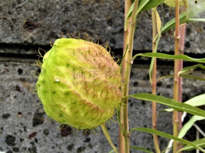 特写,多毛的,胶囊,球体,仅日本人,一月,美术绘画,熟的,公园,毛囊