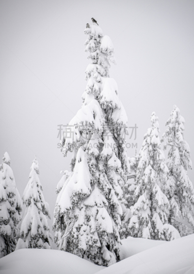 加拿大,鸟类,粉末状雪,顶部,清新,风景,极端地形,自然美,树
