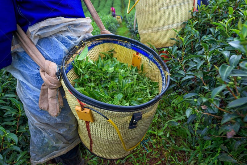 茶树,绿色,茶叶,活力,热带气候,泰国,熟的,枝繁叶茂,农场,植物