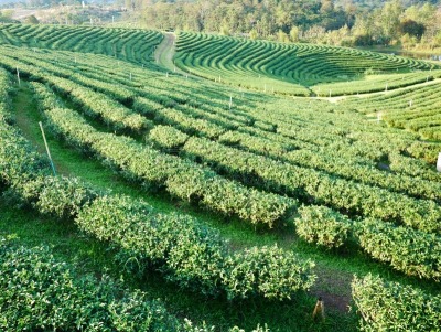 农业,田地,山,绿茶,种植园,成一排,热带气候,泰国,农场,园林