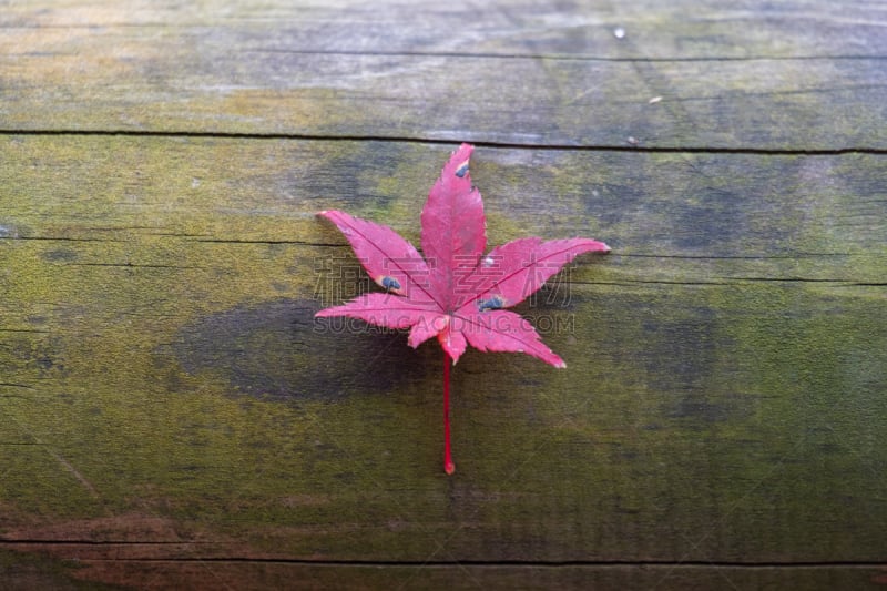 Maple leaf in autumn season in Kyoto, japan