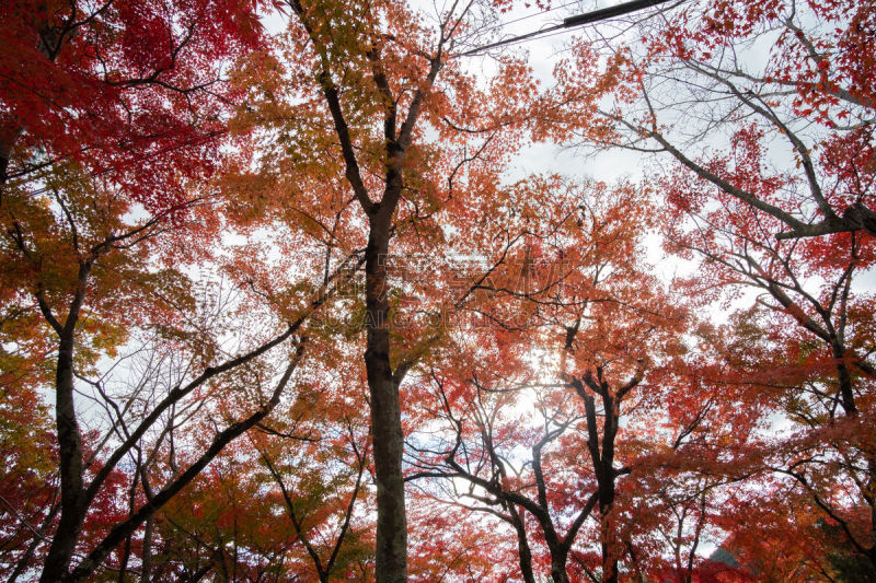 Colorfull colors in autumn season in Kyoto, japan