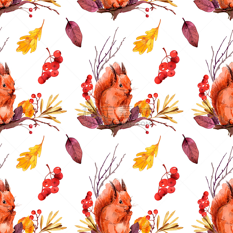 秋天,式样,水彩画,油漆罐,背景分离,食品,橙色,浆果,复古风格,山梨树