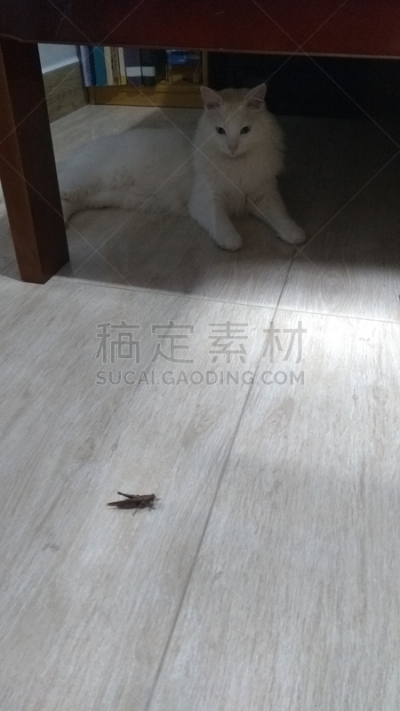 纯种猫,土耳其,技术,哺乳纲,小的,动物,住宅内部,阴影,巴西