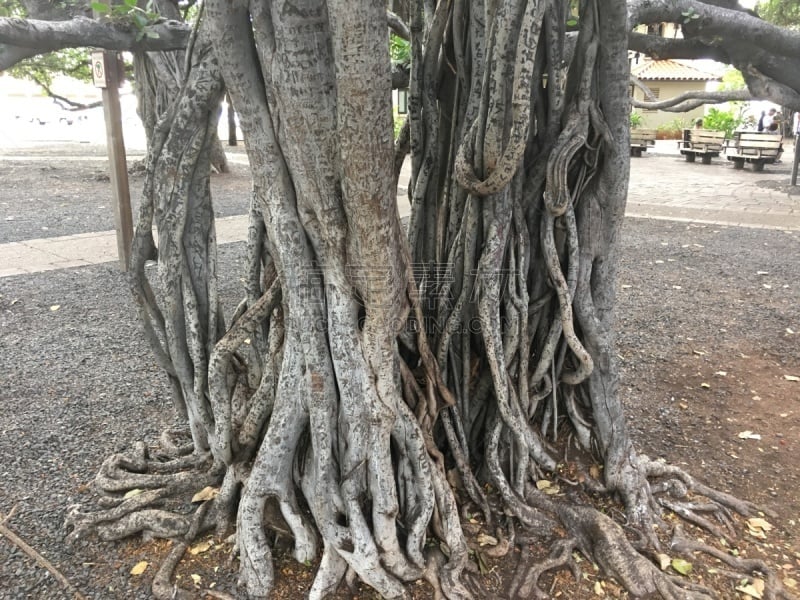 捕鲸镇,菩提树,毛伊岛,飞行员,美,灵性,水平画幅,枝繁叶茂,寺庙,古老的