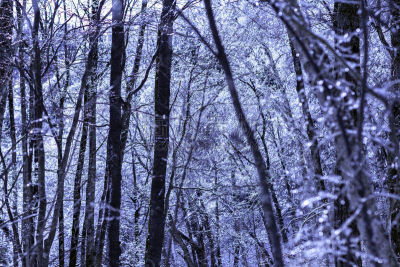 冬天,雪,日本,安静,云,深雪,木制,晴朗,长野城,白色