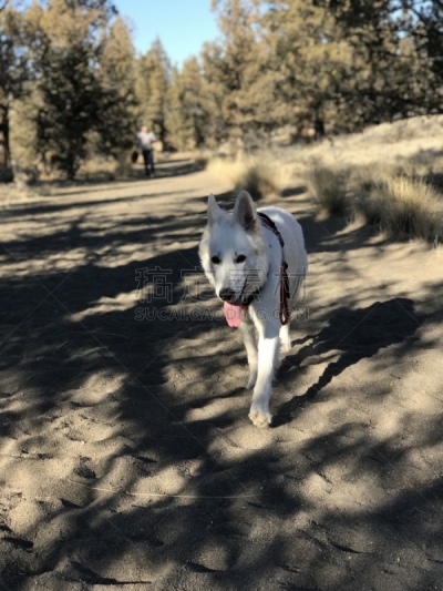 德国牧羊犬,小路,白色,徒步旅行,动物主题,纯种犬,宠物项圈,奥地利,数字1,好奇心