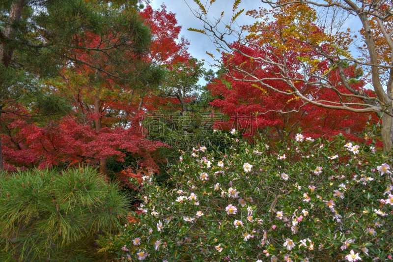 京都府,园林,日本,自然美,世界遗产,东方石景花园,池塘,著名景点,春天,樱桃树