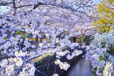 小路,风景,哲学家,摄像机拍摄角度,传统,国内著名景点,哲学之道,著名景点,吉野樱花,春天