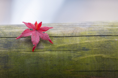 Maple leaf in autumn season in Kyoto, japan