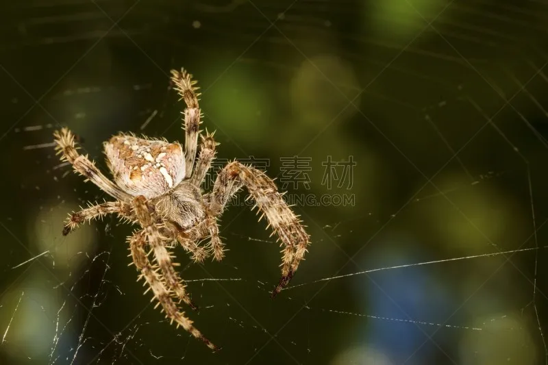 蜘蛛 背景 丝绸 家蝇 黑色 捕猎行为 狼蛛 裹住 鹭管鱼图片素材下载 稿定素材