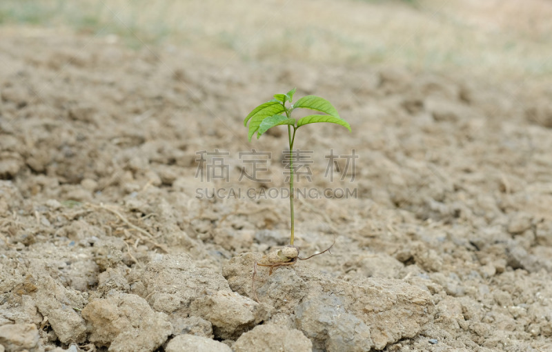 拿着,泥土,手,干热气候,地球日,气候,热,自然界的状态,环境,泰国