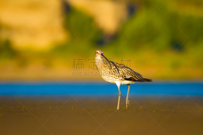 白腰杓鹬,杓鹬,鸟类,背景,自然,青绿色