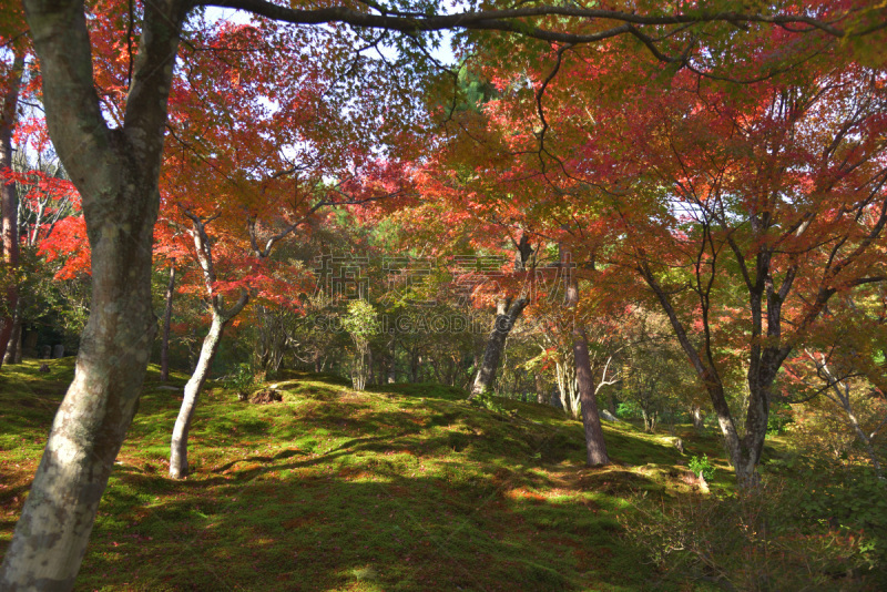 京都府,园林,日本,自然美,世界遗产,东方石景花园,池塘,著名景点,春天,樱桃树