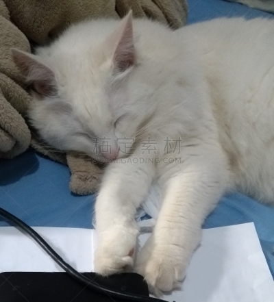 纯种猫,土耳其人,就寝时间,舒服,肖像,狗,哺乳纲,小的,动物,住宅内部