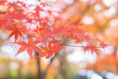 Maple leaf in autumn season in Kyoto, japan