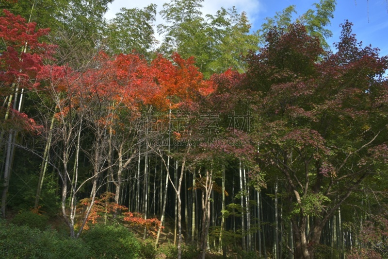 京都府,园林,日本,自然美,世界遗产,东方石景花园,池塘,著名景点,春天,樱桃树